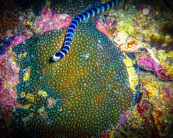Die Philippinen (Unterwasserwelt): Bild 20