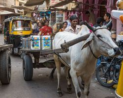 Indien: Rajasthan (Alltag): Bild 13