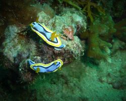 Die Philippinen (Unterwasserwelt): Bild 11