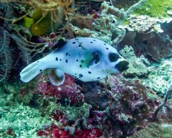 Die Philippinen (Unterwasserwelt): Bild 12
