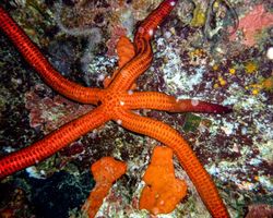 Die Philippinen (Unterwasserwelt): Bild 10