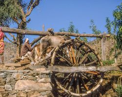 Indien: Rajasthan (Alltag): Bild 5