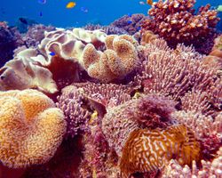 Die Philippinen (Unterwasserwelt): Bild 1