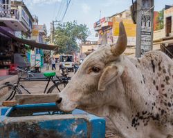 Indien: Rajasthan (Alltag): Bild 6