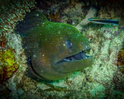 Die Philippinen (Unterwasserwelt): Bild 18