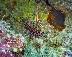 Die Philippinen (Unterwasserwelt): Bild 16