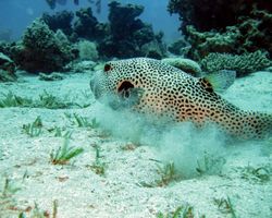 Die Philippinen (Unterwasserwelt): Bild 13