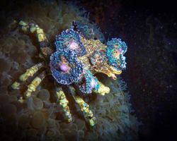 Die Philippinen (Unterwasserwelt): Bild 21