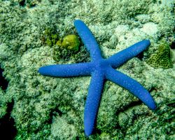 Die Philippinen (Unterwasserwelt): Bild 8