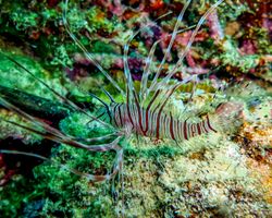 Die Philippinen (Unterwasserwelt): Bild 17