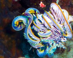 Die Philippinen (Unterwasserwelt): Bild 7