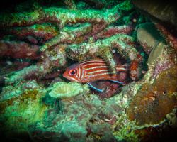 Die Philippinen (Unterwasserwelt): Bild 15