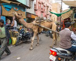 Indien: Rajasthan (Alltag): Bild 15