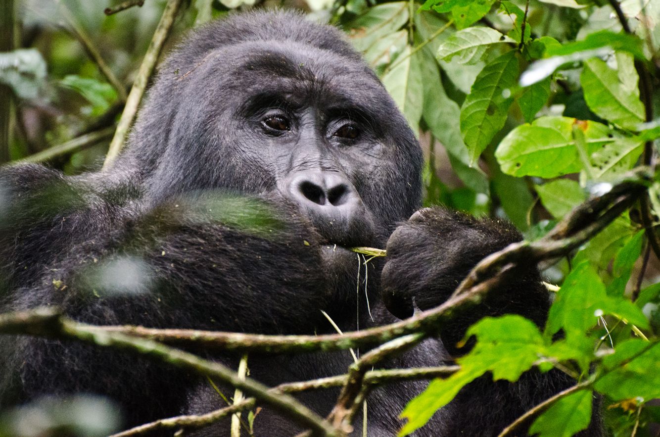 Cover-Bild von Uganda – Ruanda