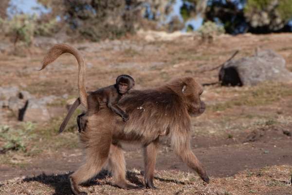 Äthiopien (Norden): Bild 26