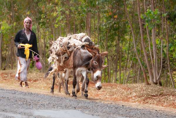 Cover-Bild 3 von Äthiopien