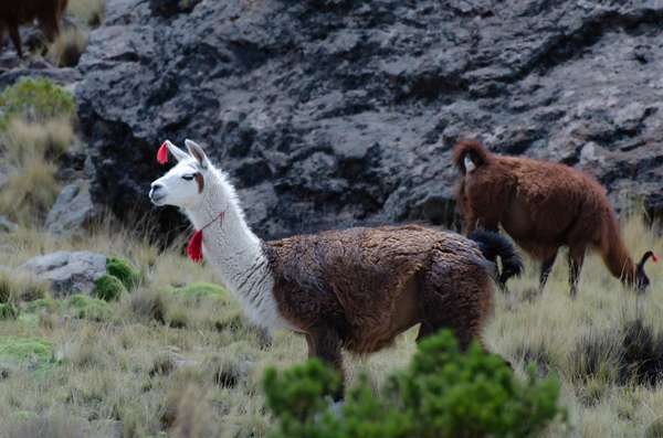 Bolivien (Städte – Landschaften – Alltag): Bild 26