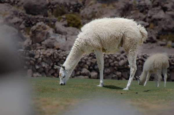 Bolivien (Städte – Landschaften – Alltag): Bild 27