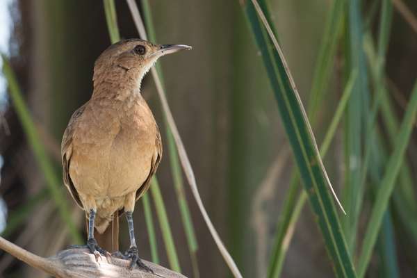 Cover-Bild 3 von Brasilien