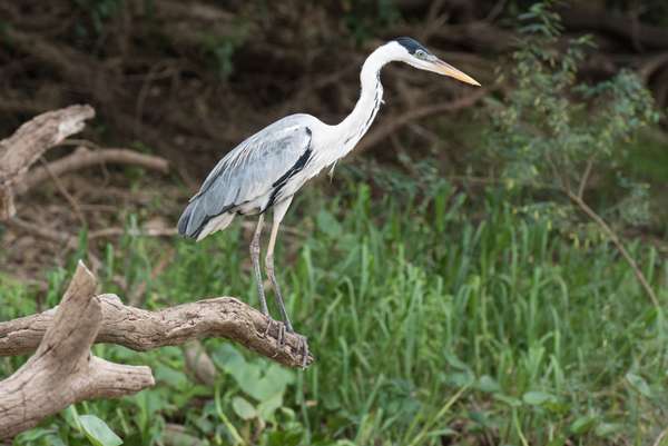 Brasilien (Tierwelt): Bild 3