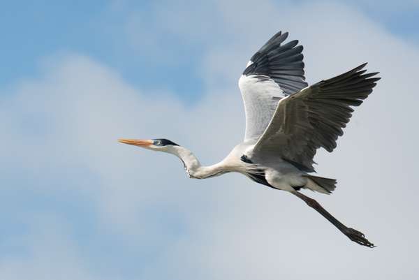 Brasilien (Tierwelt): Bild 4