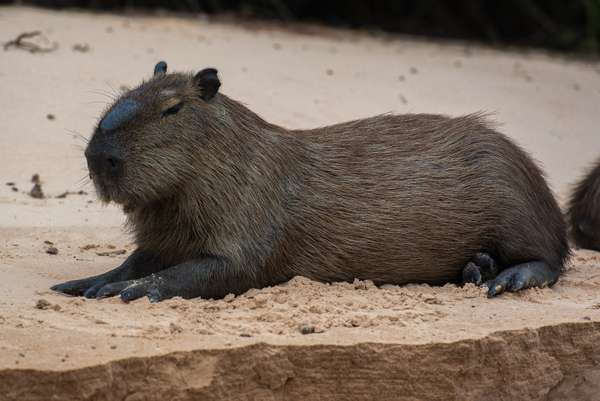 Brasilien (Tierwelt): Bild 5