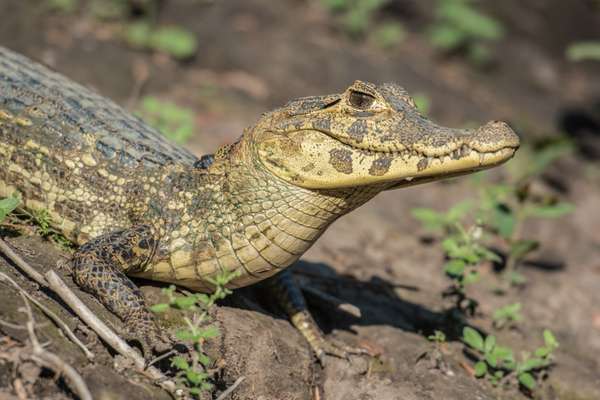 Brasilien (Tierwelt): Bild 7