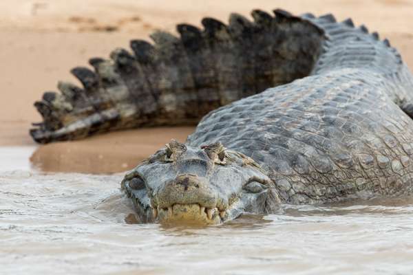 Brasilien (Tierwelt): Bild 9