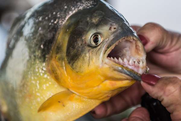 Brasilien (Tierwelt): Bild 11