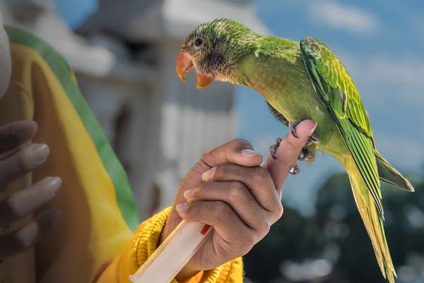 Indonesien (Yarkata): Bild 9