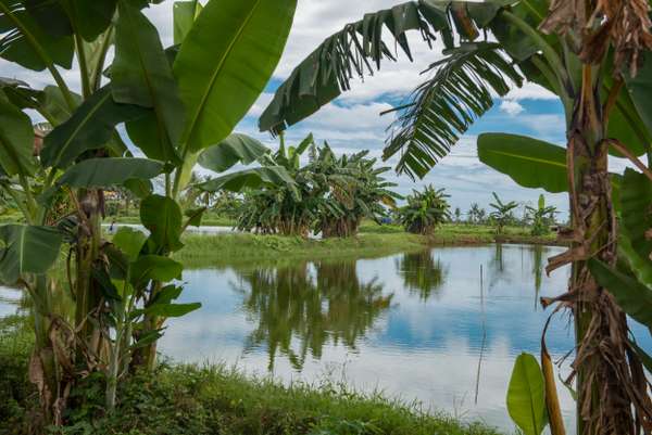 Indonesien (Sulawesi): Bild 3