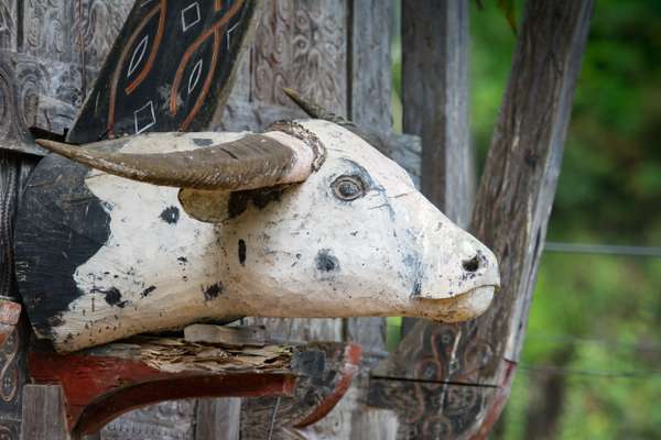 Indonesien (Sulawesi): Bild 11