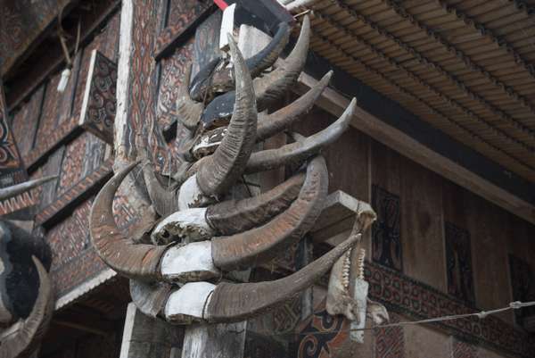 Indonesien (Sulawesi): Bild 12