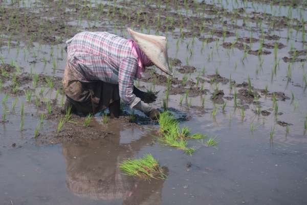 Indonesien (Landschaften): Bild 8