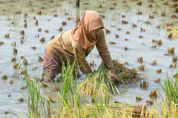 Indonesien (Landschaften): Bild 9