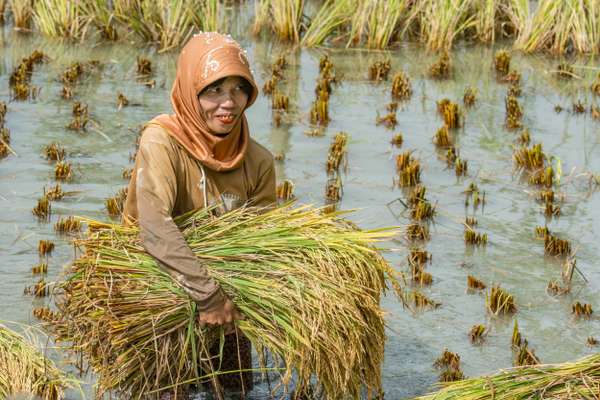 Indonesien (Landschaften): Bild 10