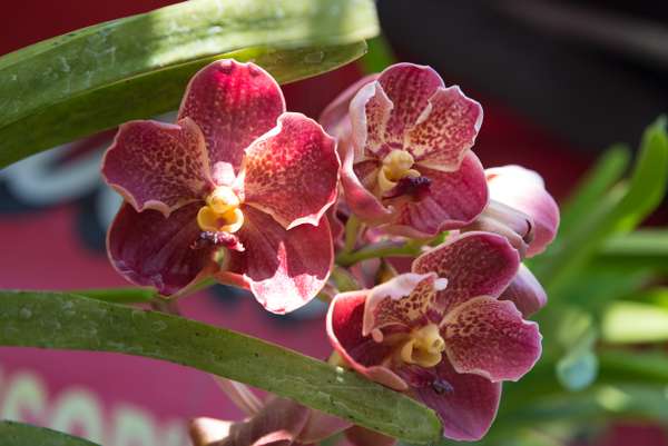 Indonesien (Landschaften): Bild 16