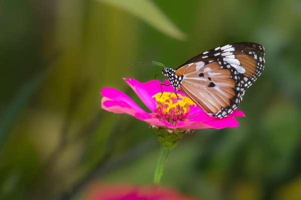 Indonesien (Landschaften): Bild 18