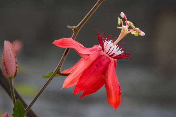 Indonesien (Landschaften): Bild 21