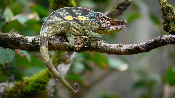 Cover-Bild 4 von Madagaskar