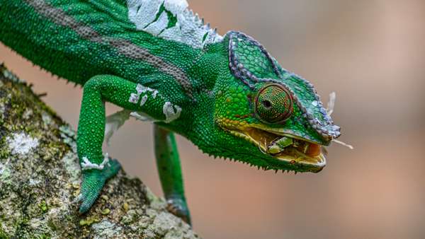 Madagaskar (Tierwelt): Bild 2