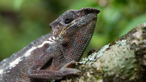 Madagaskar (Tierwelt): Bild 3