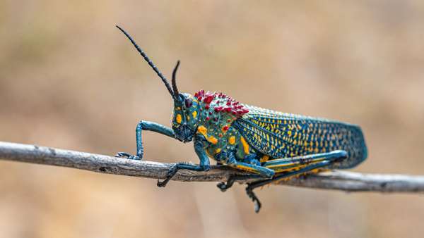 Madagaskar (Tierwelt): Bild 4