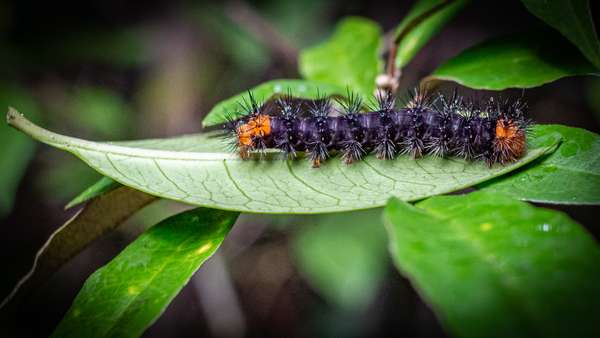Madagaskar (Tierwelt): Bild 5