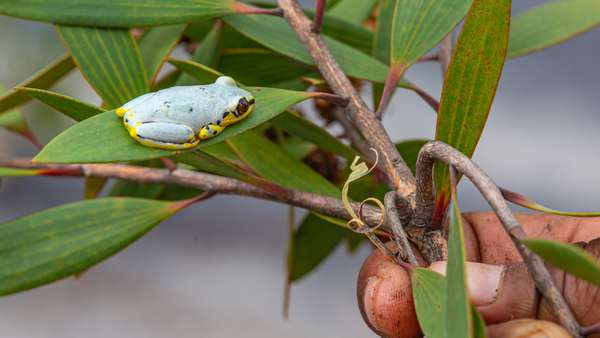Madagaskar (Tierwelt): Bild 6
