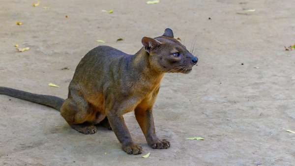 Madagaskar (Tierwelt): Bild 7