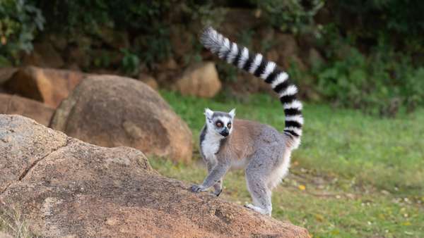 Madagaskar (Tierwelt): Bild 8