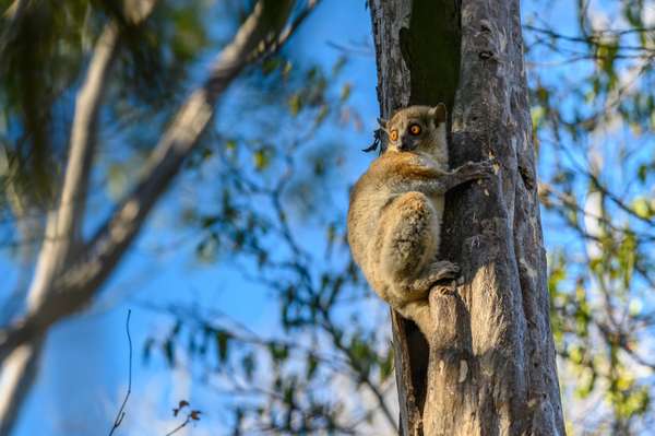 Madagaskar (Tierwelt): Bild 11