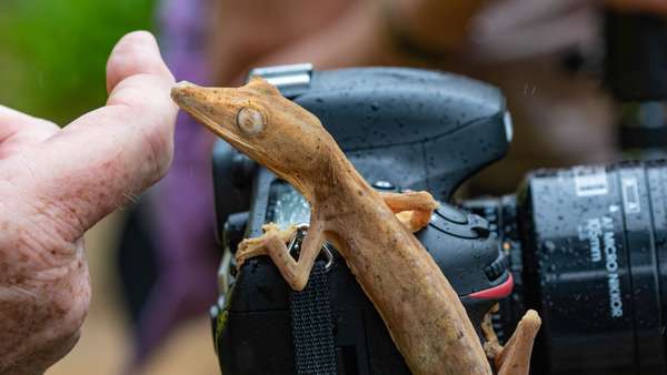 Madagaskar (Tierwelt): Bild 12