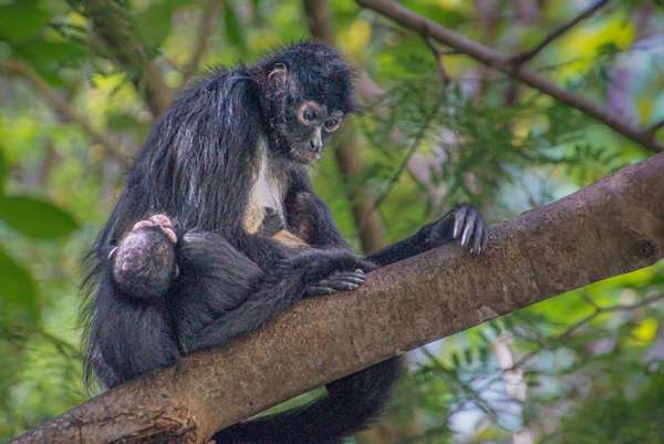 Cover-Bild 4 von Mexiko